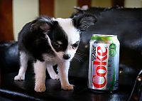 Fauna & Flora: puppy with a beverage can