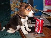 Fauna & Flora: puppy with a beverage can