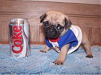 Fauna & Flora: puppy with a beverage can