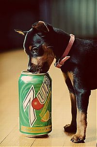 TopRq.com search results: puppy with a beverage can
