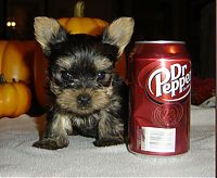 Fauna & Flora: puppy with a beverage can