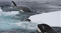 TopRq.com search results: poor seal attacked by team of killer whales