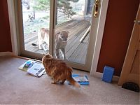 Fauna & Flora: mountain lion and cat