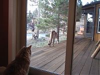 Fauna & Flora: mountain lion and cat