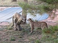 Fauna & Flora: mountain lion and cat