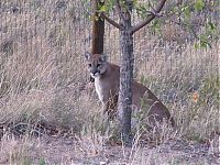 Fauna & Flora: mountain lion and cat