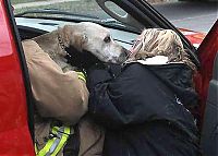 Fauna & Flora: Firefighters resuscitate a dog by mouth-to-snout insufflation, Wasau, Wisconsin, United States