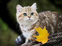 Fauna & Flora: british shorthair cat in autumn nature