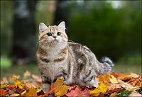 Fauna & Flora: british shorthair cat in autumn nature