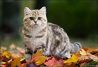 TopRq.com search results: british shorthair cat in autumn nature