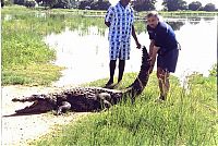 Fauna & Flora: Sacred Crocodile ponds, Paga, Bolgatanga, Ghana