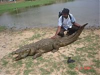 TopRq.com search results: Sacred Crocodile ponds, Paga, Bolgatanga, Ghana