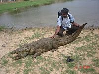 Fauna & Flora: Sacred Crocodile ponds, Paga, Bolgatanga, Ghana