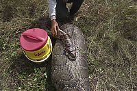 Fauna & Flora: burmese python swallowed a whole deer