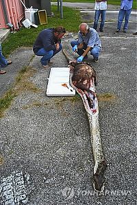 Fauna & Flora: burmese python swallowed a whole deer