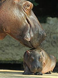 Fauna & Flora: Baby hippo born, Berlin ZOO, Germany