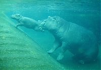 Fauna & Flora: Baby hippo born, Berlin ZOO, Germany