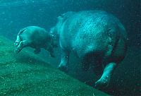 Fauna & Flora: Baby hippo born, Berlin ZOO, Germany