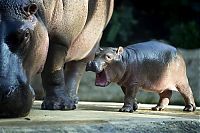 Fauna & Flora: Baby hippo born, Berlin ZOO, Germany