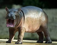 Fauna & Flora: Baby hippo born, Berlin ZOO, Germany