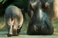 Fauna & Flora: Baby hippo born, Berlin ZOO, Germany