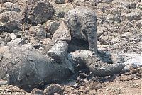 Fauna & Flora: Rescuing a baby elephant and its mother, Kapani Lagoon, Zambia