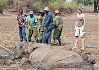 Fauna & Flora: Rescuing a baby elephant and its mother, Kapani Lagoon, Zambia