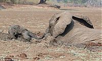 TopRq.com search results: Rescuing a baby elephant and its mother, Kapani Lagoon, Zambia