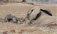 Fauna & Flora: Rescuing a baby elephant and its mother, Kapani Lagoon, Zambia