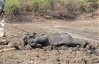 Fauna & Flora: Rescuing a baby elephant and its mother, Kapani Lagoon, Zambia