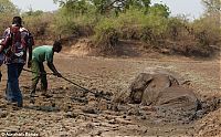 Fauna & Flora: Rescuing a baby elephant and its mother, Kapani Lagoon, Zambia