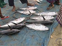 Fauna & Flora: Fishermen in Somalia