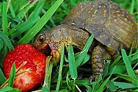 Fauna & Flora: eating turtle
