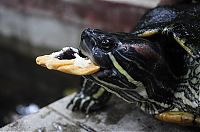 TopRq.com search results: eating turtle
