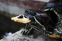 Fauna & Flora: eating turtle