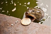 Fauna & Flora: eating turtle