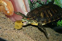 Fauna & Flora: eating turtle