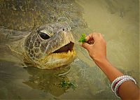 Fauna & Flora: eating turtle