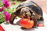 Fauna & Flora: eating turtle