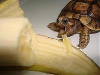 Fauna & Flora: eating turtle