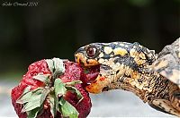 TopRq.com search results: eating turtle