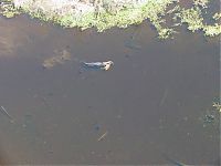 Fauna & Flora: Alligator with a deer in his jaws, Georgia, United States