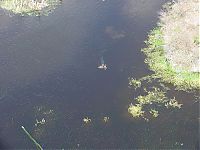 TopRq.com search results: Alligator with a deer in his jaws, Georgia, United States