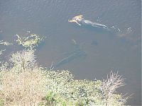 Fauna & Flora: Alligator with a deer in his jaws, Georgia, United States