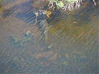 Fauna & Flora: Alligator with a deer in his jaws, Georgia, United States