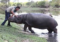 TopRq.com search results: Marius Els killed by his pet hippo Humphrey, South Africa