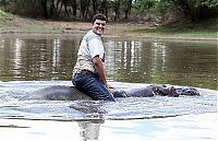 TopRq.com search results: Marius Els killed by his pet hippo Humphrey, South Africa