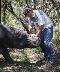 TopRq.com search results: Marius Els killed by his pet hippo Humphrey, South Africa