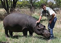 TopRq.com search results: Marius Els killed by his pet hippo Humphrey, South Africa