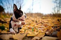 Fauna & Flora: autumn dog